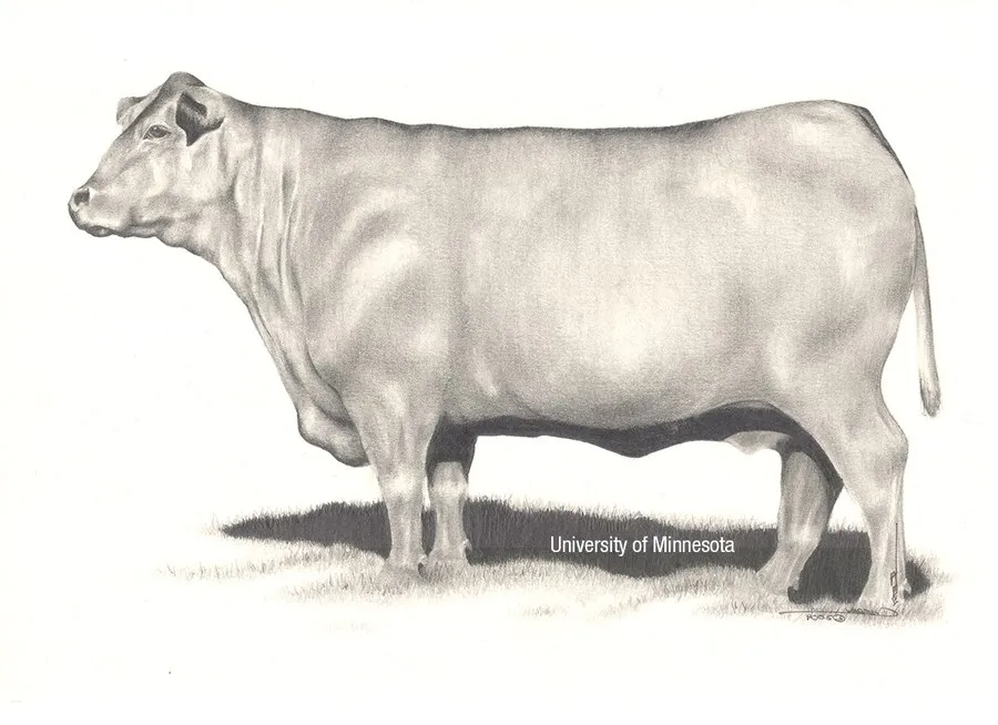 BCS 8 &ndash; Obese_Univ Minnesota.png